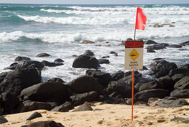 Dos heridos por ataques de tiburones en Hawai en un mismo día