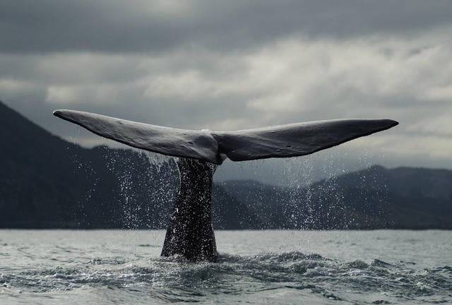 Graban más de 40.000 cantos de ballenas azules en la Antártida