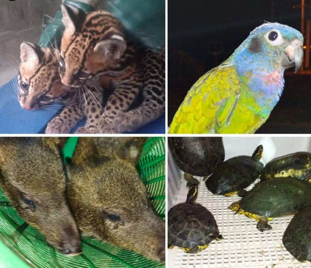 $!Rescatan a 12 especies de vida silvestre en Esmeraldas y Manabí: los animales estaban encerrados en viviendas