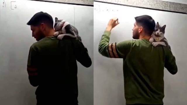 Maestro explica su clase con un gato en el hombro para enseñar sobre el ...