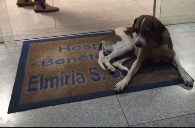 Un perro esperó dos semanas a su dueña fallecida en una clínica