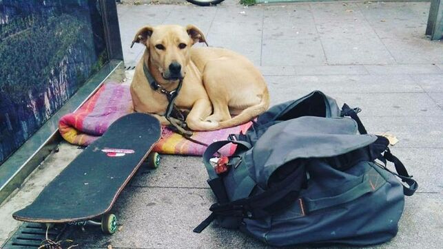 Imputan a guardia que disparó a perra de un sintecho en España