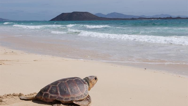 Ecuador fomenta la protección de las tortugas marinas y su anidación