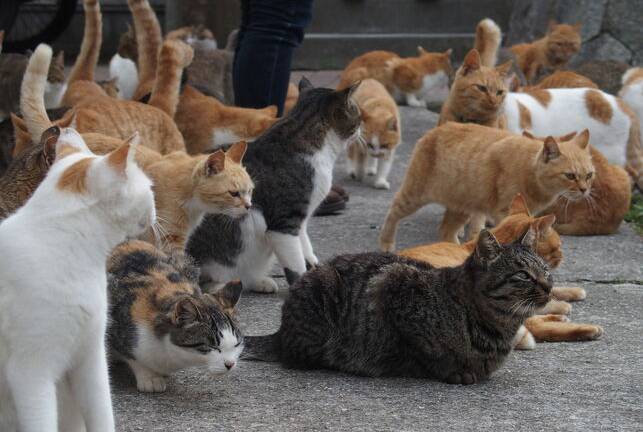 La Isla de los gatos en Japón, cada vez con menos "habitantes"