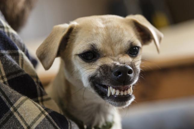 A este perro las groserías lo ponen furioso