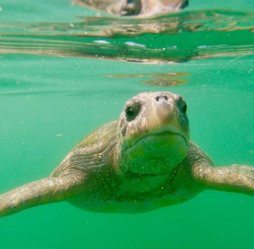 En la imagen una tortuga marina.