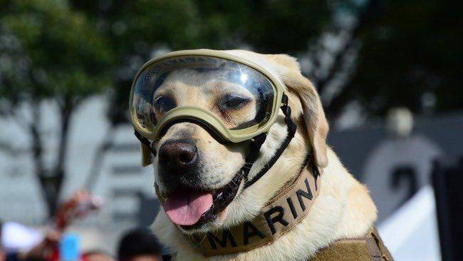 Muere Frida: la perrita rescatista que salvó vidas durante el terremoto de Ecuador en el 2016