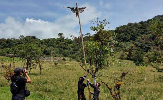 Hallan águila en peligro de extinción crucificada dentro de una finca en Napo; implicado fue condenado a prisión