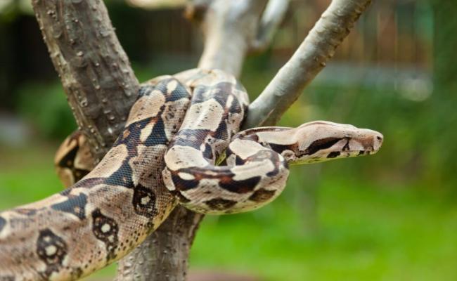 Mujer transportaba una boa en su vehículo en el sur de Quito: Fue condenada a un año de prisión