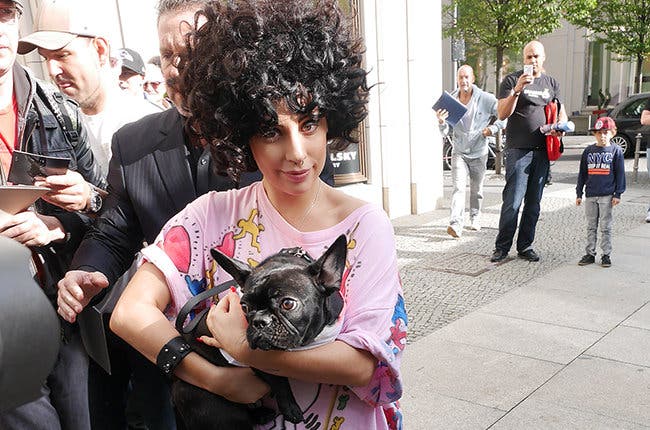 Lady Gaga lanzará al mercado una línea de productos caninos