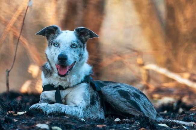 Perro recibe un premio internacional por salvar a más de 100 koalas en los incendios de Australia