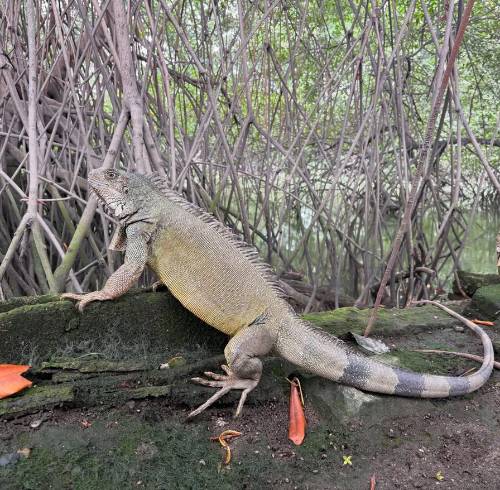 Iguanas en manglares de la ciudad de Guayaquil.