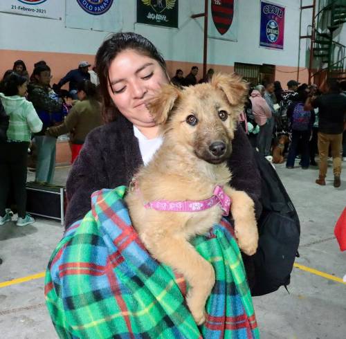 Esterilización gratuita de mascotas en Quito: este es el paso obligatorio para agendar su turno