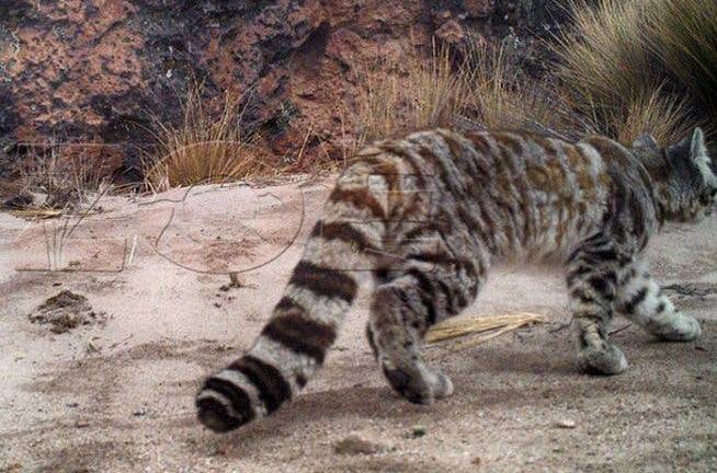 Captan las primeras imágenes del gato andino en su hábitat natural en Perú