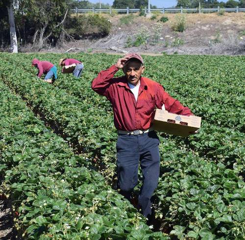 Los ecuatorianos que emigraron al exterior y envían dinero a sus familias en el país se consolidan como fuente de recursos clave para la economía; en países como EEUU, el agro demanda esta mano de obra.