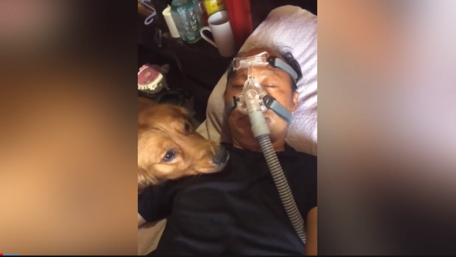 La fidelidad de 'Mao Mao', el perro que no se separa de su dueño conectado a un respirador