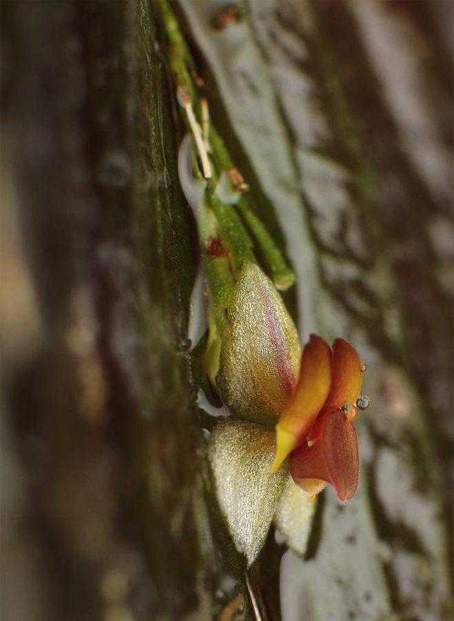 $!En Ecuador hay más de 350 especies de Lepanthes (género de orquídeas) y cada año el número sigue aumentando. En la foto, la Lepanthes inesmanzanoae.