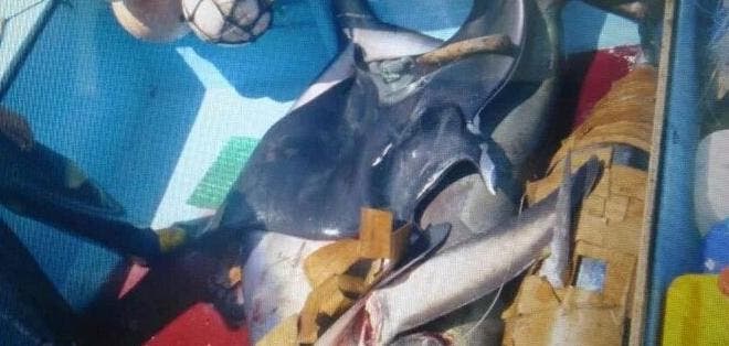 Detienen a 21 personas por pesca ilegal de tiburones