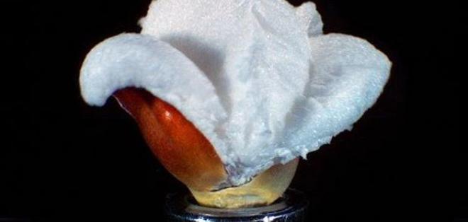 La transformación del maíz en canguil a cámara superlenta