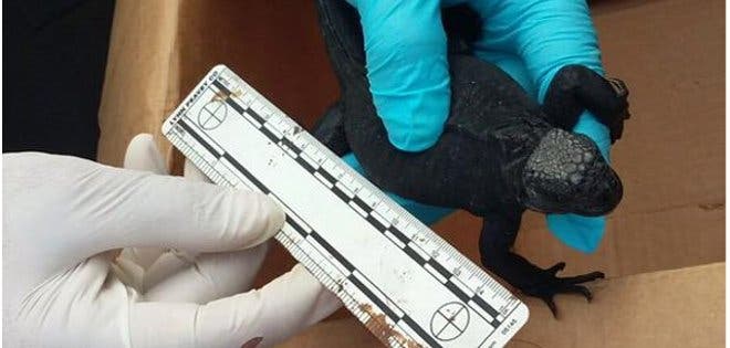 Un mexicano es detenido en Galápagos por tráfico de iguanas