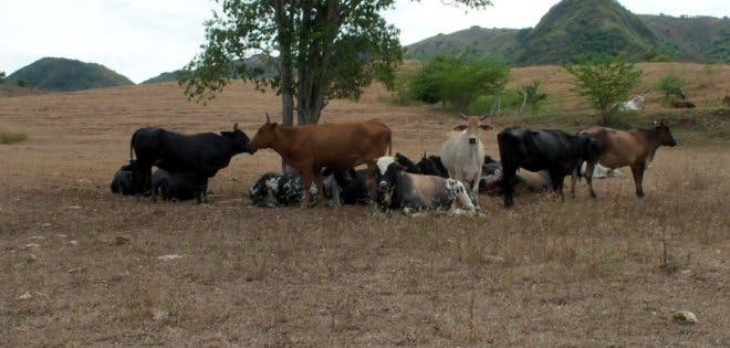 Escasez de lluvia en Manabí podría afectar los cultivos