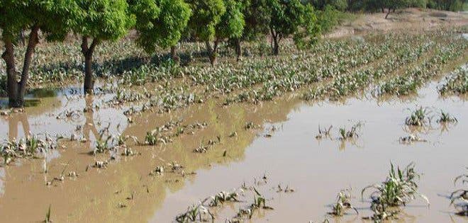 Desbordamiento de río Las Juntas afectó a cultivos en Los Ríos