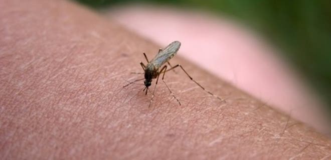 En la Amazonía ya se registran cuatro casos de chikungunya