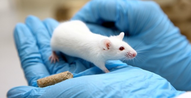 Investigadores descubren una forma de curar el cáncer en los ratones