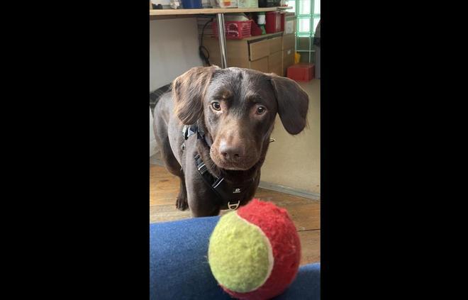 La trágica historia de Coco: El primer perro diagnosticado con alcoholismo