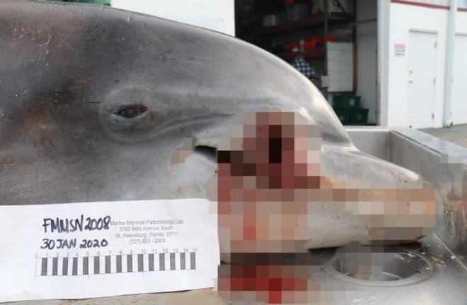 Recompensa de $20.000 por información sobre muerte a tiros de un delfín