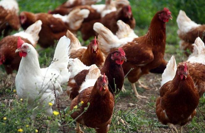 Sacrifican 190 mil gallinas y pollos en Holanda por brote de gripe aviar