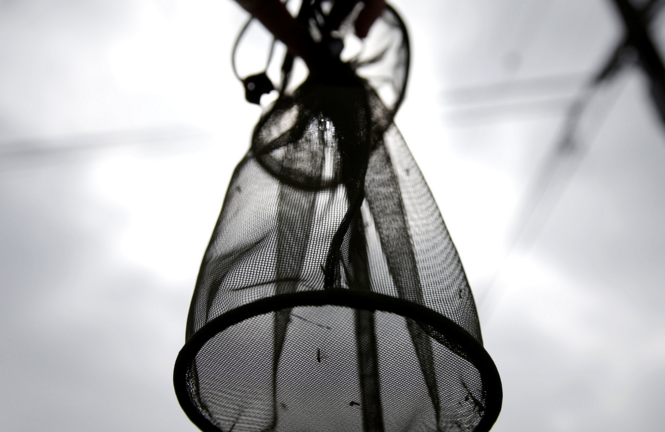 OMS alerta de la falta de fondos para combatir el Zika