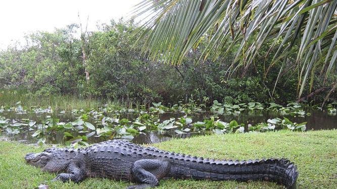 Trasladan al cocodrilo más solitario del mundo al sur de Florida