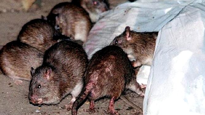 Una ciudad china emite alerta sanitaria por un posible caso de peste bubónica