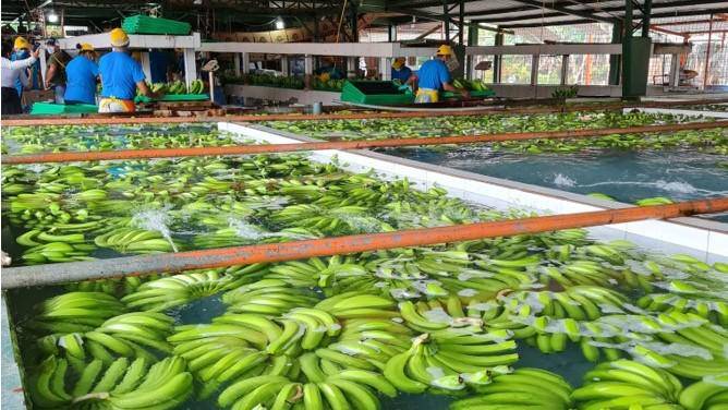 Se abre expedientes para sancionar a ocho exportadoras de banano