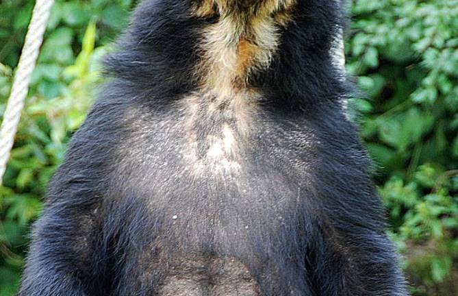 Oso de anteojos fue avistado en Gualaceo durante cuarentena