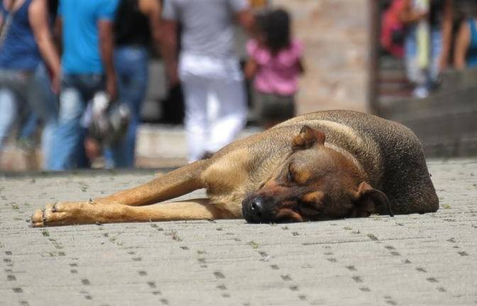 Presunto sacrificio de animales en Guayaquil: Municipio investiga denuncia sobre rituales en una vivienda