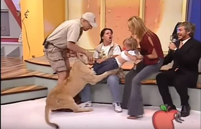 Leona ataca a una niña durante programa en vivo