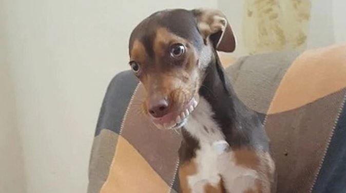 Perrita le robó la dentadura postiza a una abuela y sus fotos enloquecieron al internet