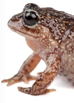 Foto de la rana Lynchius romolerouxae, publicada en X por el académico de PUCE y PhD en biología evolutiva, Santiago Ron. Se trata de una nueva especie descubierta en Ecuador.