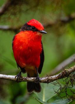 Conservación en Galápagos: registran un incremento histórico en la reproducción del pájaro brujo