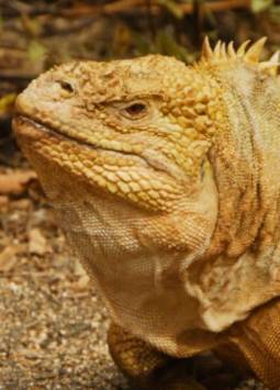 Una iguana terrestre de Galápagos.