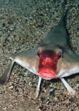 Pez murciélago de labios rojos