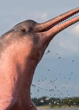 Delfín rosado y tucuxi en alto riesgo de extinción en Ecuador, advierte estudio científico