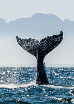 Imagen referencial de una ballena azul.