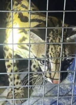 Desde tortugas hasta un ocelote: así fue el rescate de 13 animales silvestres en Manabí