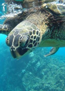 Fotografía de una tortuga marina de Galápagos.