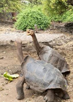 Turistas apreciando a las tortugas gigantes de Galápagos.
