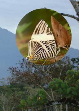 Estas 151 especies representan solo una parte de la diversidad existente en la zona.