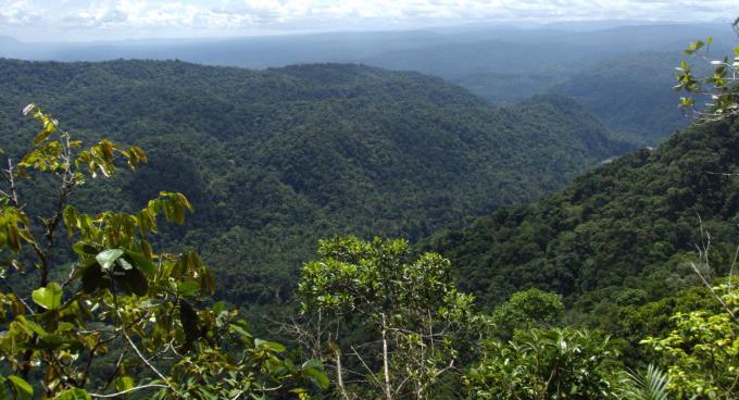 Más de un millón de dólares por conservación de bosques en Ecuador